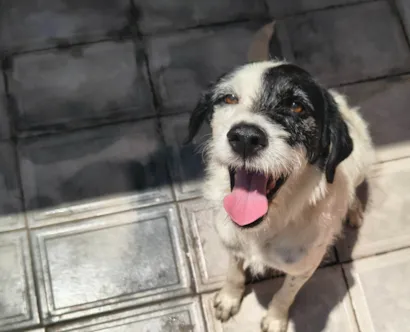Cachorro raça SRD-ViraLata idade 3 anos nome Dherod