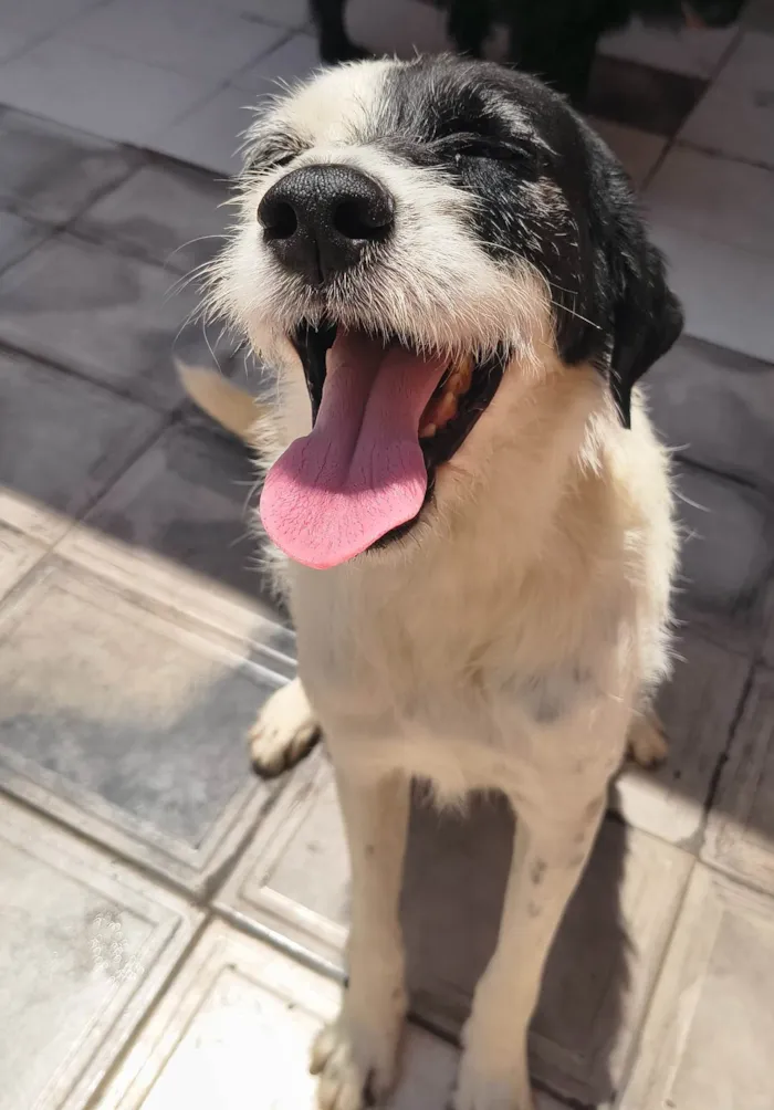 Cachorro ra a SRD-ViraLata idade 3 anos nome Dherod