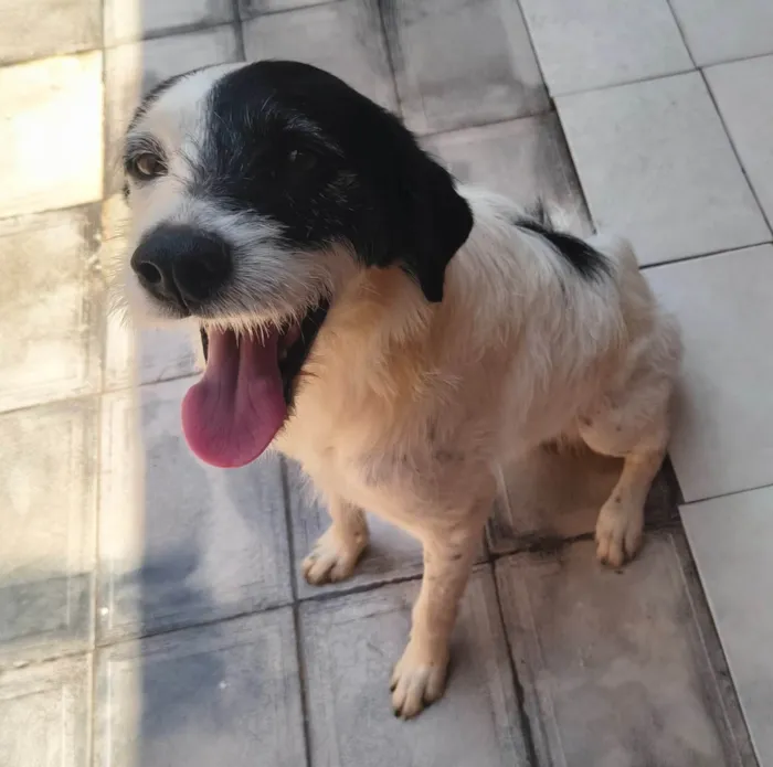 Cachorro ra a SRD-ViraLata idade 3 anos nome Dherod