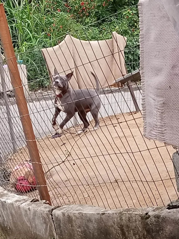 Cachorro ra a Pit-Bull idade 1 ano nome Dina