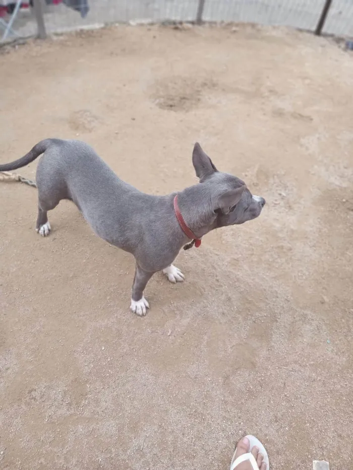Cachorro ra a Pit-Bull idade 1 ano nome Dina
