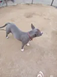 Dina