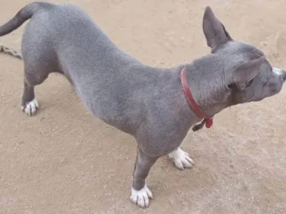Cachorro raça Pit-Bull idade 1 ano nome Dina
