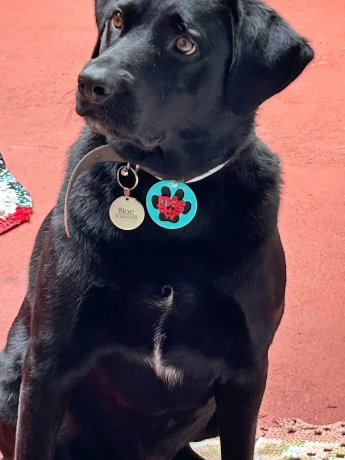 Cachorro ra a Labrador idade 3 anos nome Blac