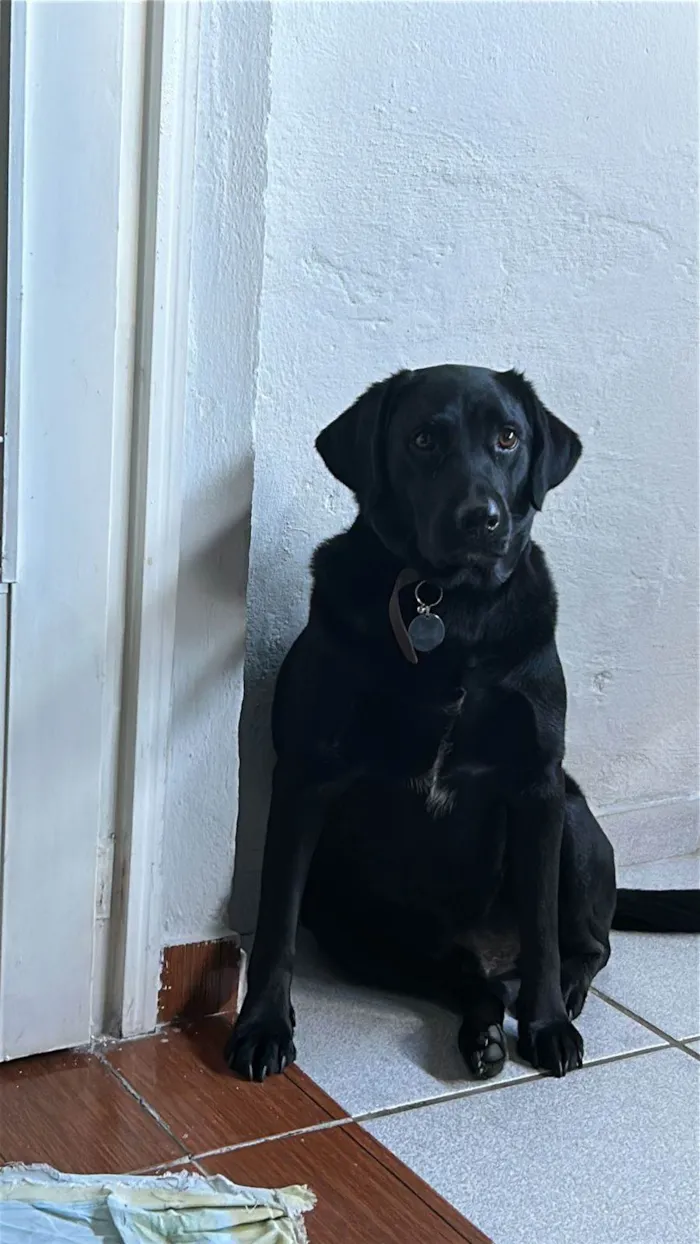 Cachorro ra a Labrador idade 3 anos nome Blac
