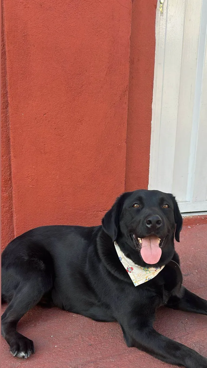 Cachorro ra a Labrador idade 3 anos nome Blac