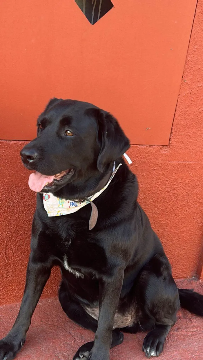 Cachorro ra a Labrador idade 3 anos nome Blac
