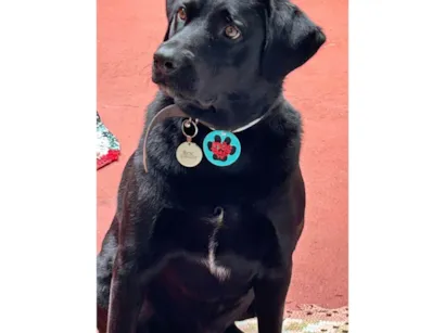 Cachorro raça Labrador idade 3 anos nome Blac