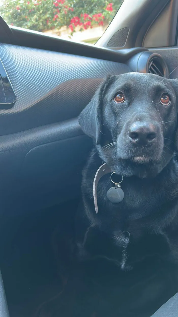 Cachorro ra a Labrador idade 3 anos nome Blac