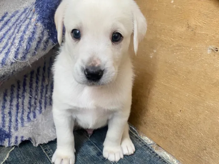 Cachorro ra a SRD-ViraLata idade Abaixo de 2 meses nome Sem nome 