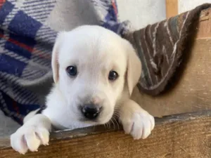 Cachorro raça SRD-ViraLata idade Abaixo de 2 meses nome Sem nome 