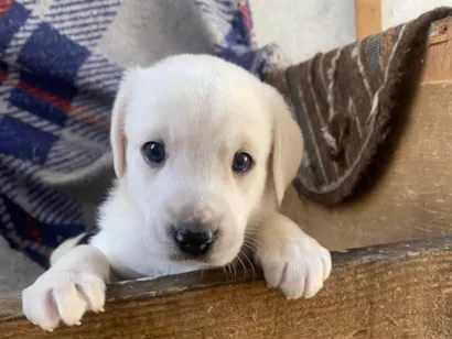 Cachorro raça SRD-ViraLata idade Abaixo de 2 meses nome Sem nome 