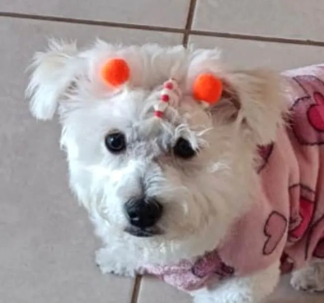 Cachorro ra a Poodle idade 2 anos nome Belinha 