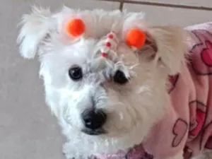 Cachorro raça Poodle idade 2 anos nome Belinha 