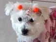 Belinha