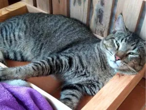 Gato raça SRD-ViraLata idade 2 anos nome Pancinha