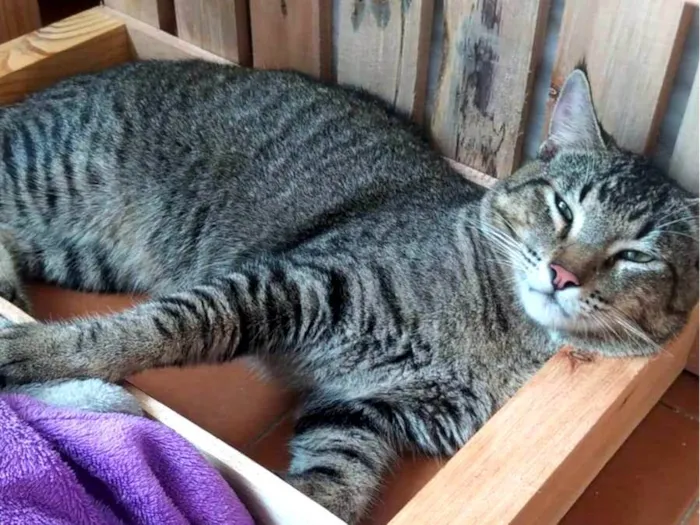 Gato ra a SRD-ViraLata idade 2 anos nome Pancinha