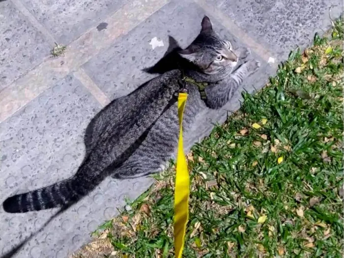 Gato ra a SRD-ViraLata idade 2 anos nome Pancinha