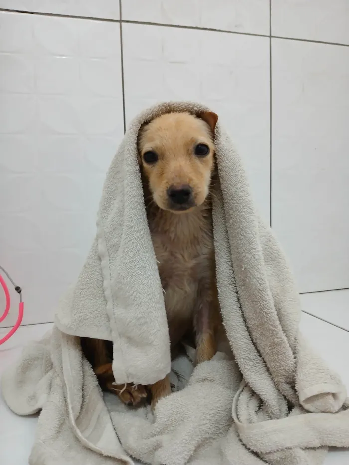 Cachorro ra a SRD-ViraLata idade 2 a 6 meses nome Mimi