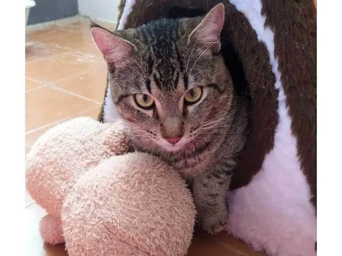 Gato ra a SRD-ViraLata idade 2 anos nome Pancinha