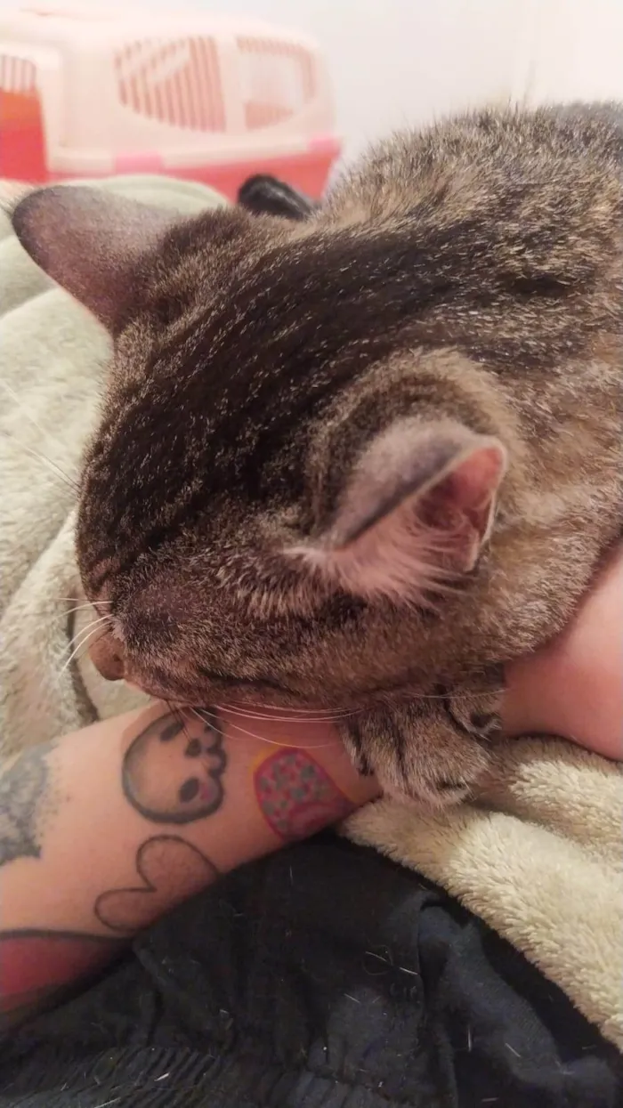Gato ra a SRD-ViraLata idade 2 anos nome Pancinha