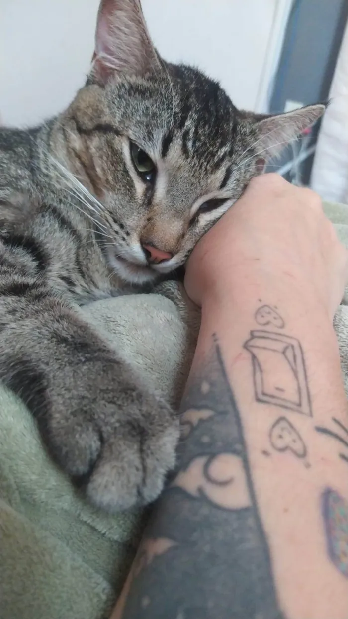 Gato ra a SRD-ViraLata idade 2 anos nome Pancinha