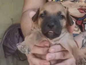 Cachorro raça SRD-ViraLata idade Abaixo de 2 meses nome Caramelo 