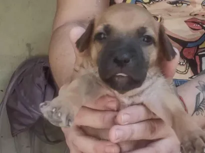 Cachorro raça SRD-ViraLata idade Abaixo de 2 meses nome Caramelo 