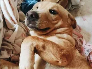 Cachorro raça Chow Chow idade 2 a 6 meses nome Luqui