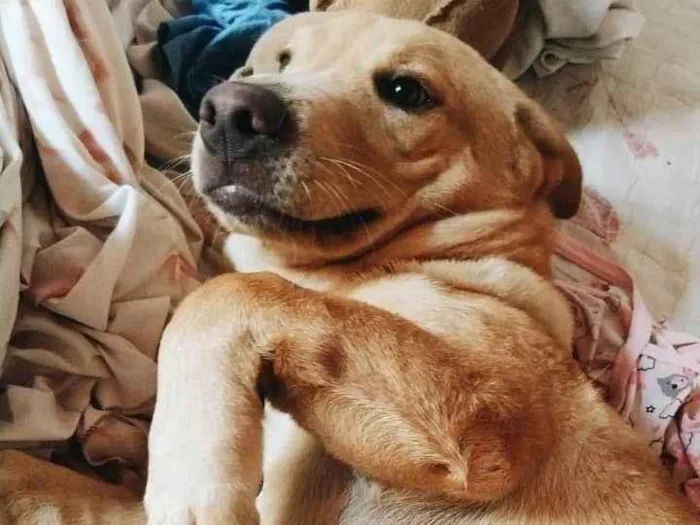 Cachorro ra a Chow Chow idade 2 a 6 meses nome Luqui