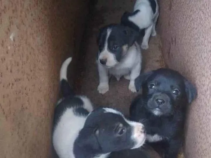 Cachorro ra a SRD-ViraLata idade Abaixo de 2 meses nome sem nome