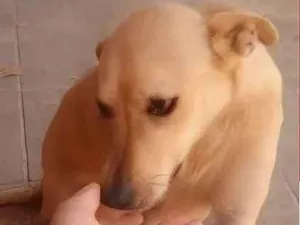Cachorro raça SRD-ViraLata idade 6 ou mais anos nome Mel