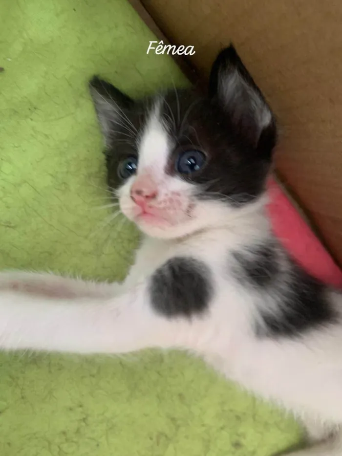 Gato ra a SRD-ViraLata idade Abaixo de 2 meses nome Ainda não tem nome 