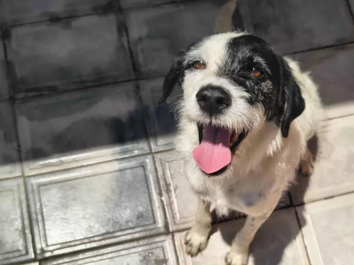 Cachorro ra a SRD-ViraLata idade 3 anos nome Dherod