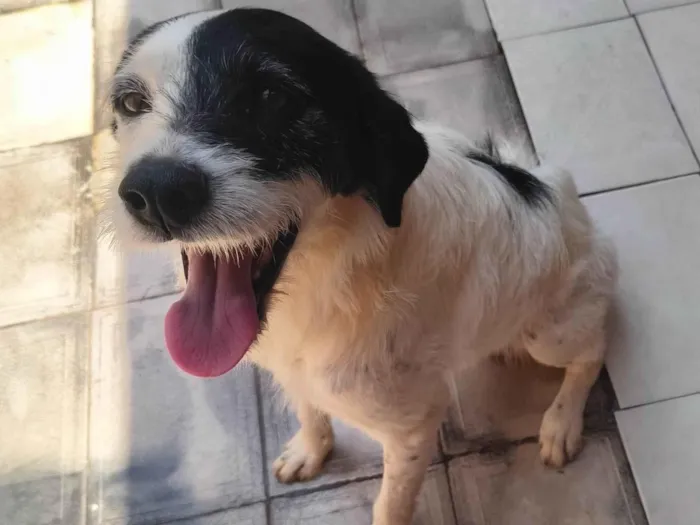 Cachorro ra a SRD-ViraLata idade 3 anos nome Dherod