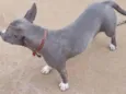 Dina