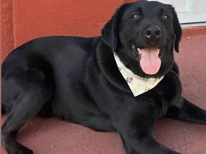 Cachorro raça Labrador idade 3 anos nome Blac