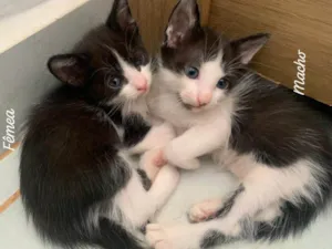 Gato raça SRD-ViraLata idade Abaixo de 2 meses nome Ainda não tem nome 