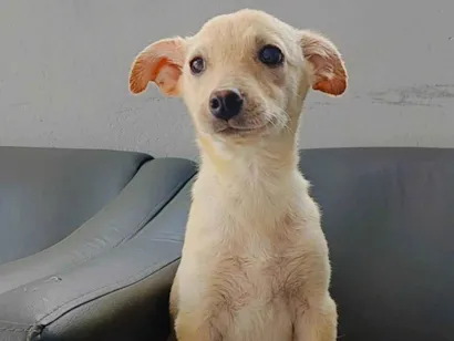Cachorro raça SRD-ViraLata idade 2 a 6 meses nome Mimi