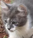 Bob