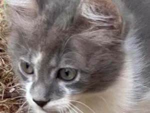 Gato raça SRD-ViraLata idade 2 a 6 meses nome Bob 
