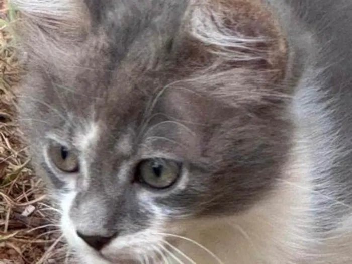 Gato ra a SRD-ViraLata idade 2 a 6 meses nome Bob 