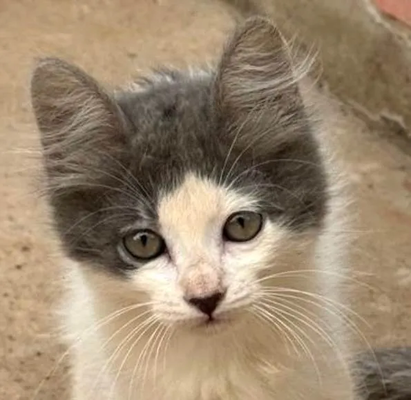 Gato ra a SRD-ViraLata idade 2 a 6 meses nome Tom 