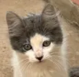 Tom