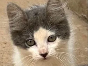 Gato raça SRD-ViraLata idade 2 a 6 meses nome Tom 