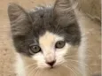 Tom