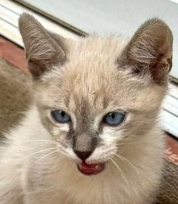 Gato ra a SRD-ViraLata idade 2 a 6 meses nome Fred 