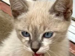 Gato raça SRD-ViraLata idade 2 a 6 meses nome Fred 