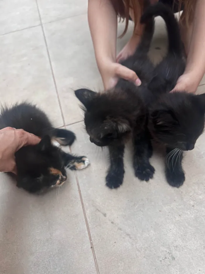 Gato ra a SRD-ViraLata idade Abaixo de 2 meses nome Ainda não tem nome 