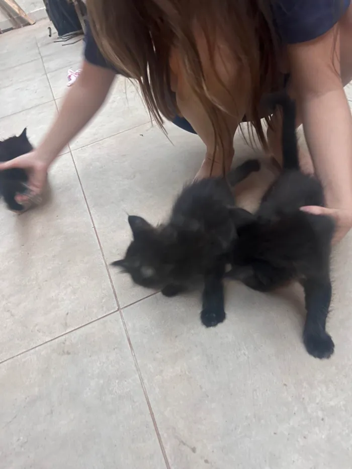 Gato ra a SRD-ViraLata idade Abaixo de 2 meses nome Ainda não tem nome 